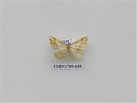 藏品(中國蛾類)的圖片